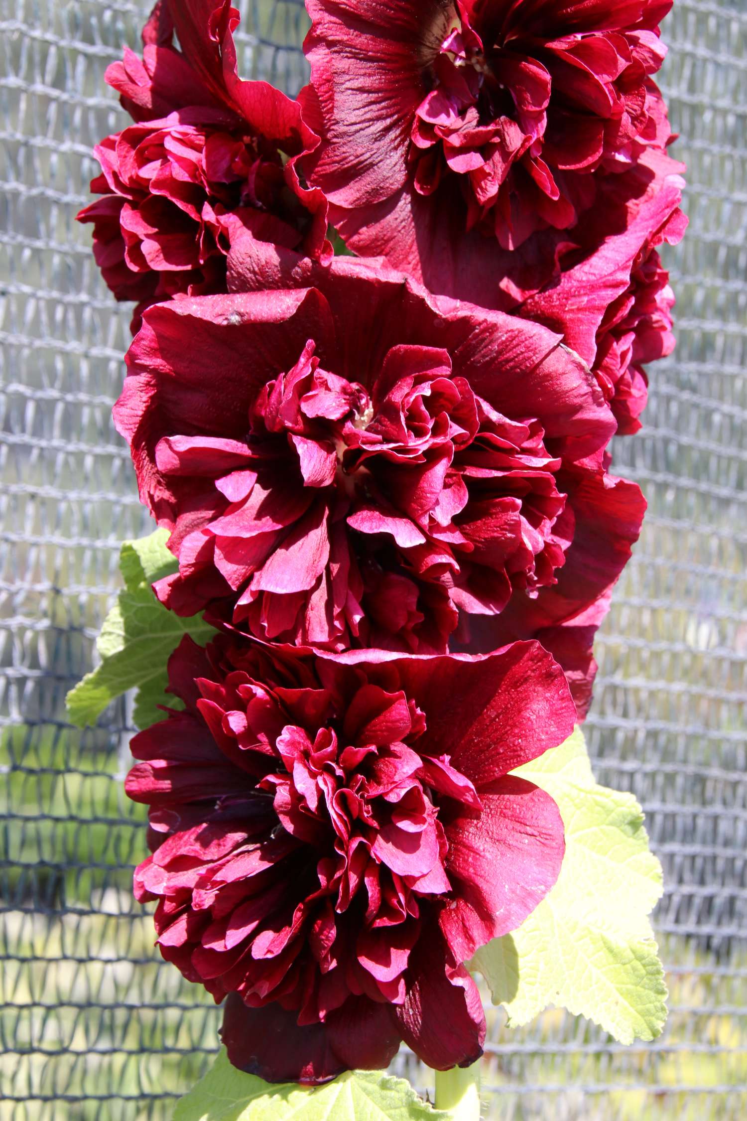 Stokrose 'Chater’s Double Purple'